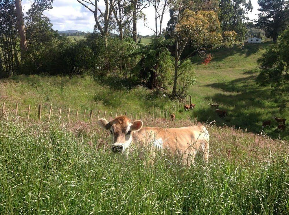 Rolling Hills Country Stay B&B Tauranga Kültér fotó